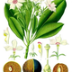 Image for article titled 10 of the World's Deadliest Plants — And How They Kill You